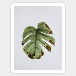 Monstera, Leaf, Green, Plant, Tropical, Nature print Sticker